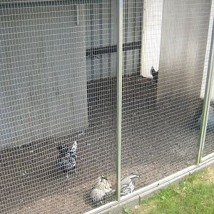 Dyrenes Verden - Chicken aviary