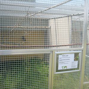 Dyrenes Verden - Black lory aviary