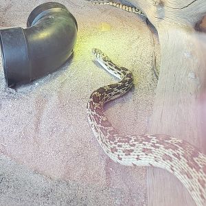 Snake ID - Out Of Africa Wildlife Park (2021)