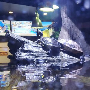 Turtle ID - Odysea Aquarium (Arizona - 2021)