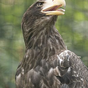 Steller's sea eagle (Haliaeetus pelagicus)
