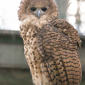 Pel's fishing-owl (Scotopelia peli)