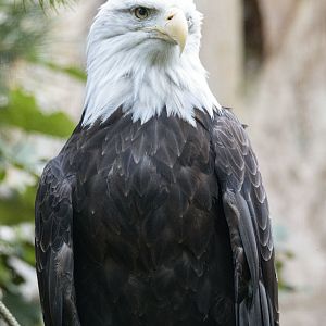 Bald eagle (Haliaeetus leucocephalus)