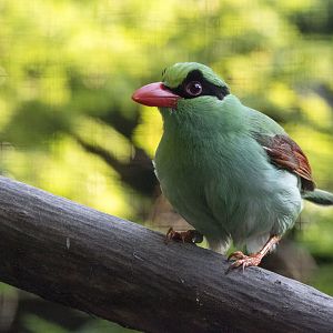 Javan green magpie (Cissa thalassina)