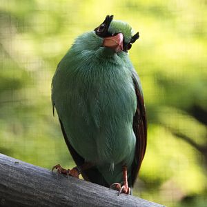 Javan green magpie (Cissa thalassina)