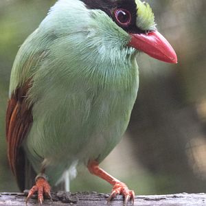 Javan green magpie (Cissa thalassina)