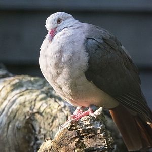 Pink pigeon (Nesoenas mayeri)