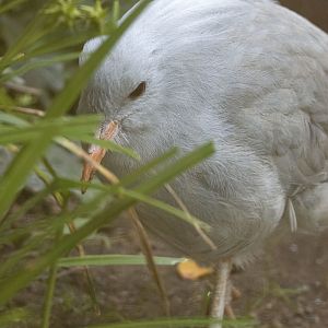 Kagu (Rhynochetos jubatus)