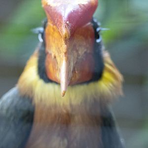 Northern rufous hornbill (Buceros hydrocorax)