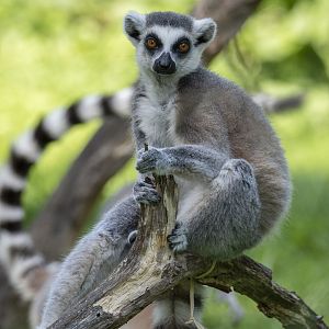 Ring-tailed lemur (Lemur catta)