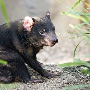 Tasmanian devil (Sarcophilus harrisii)