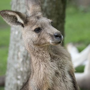 Tasmanian Eastern grey kangaroo (Macropus giganteus tasmaniensis)