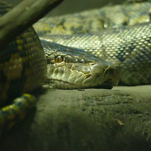 Reticulated Python, October 2022