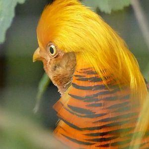 Golden Pheasant, October 2022