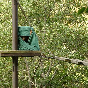Bornean Orangutan, Natalia. October 2022