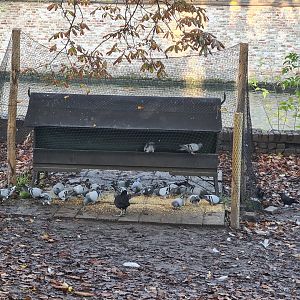 Bruges - Swan feeder