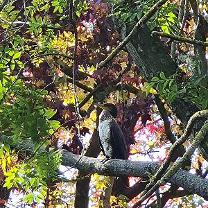 Eurasian great cormorant