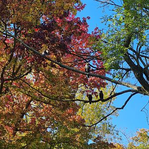 Eurasian great cormorants