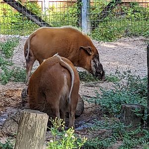 Ituri Forest - Red river hogs