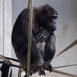 Chimpanzee in Chimp Eden