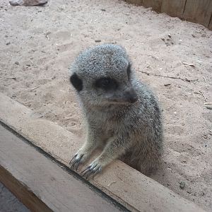 Meerkat
