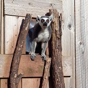 Ring-tailed Lemur