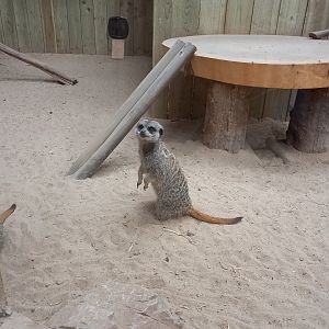 Meerkat