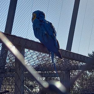 Blue and Yellow Macaw