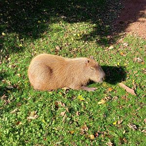 Capybara