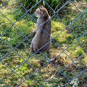 Lynx