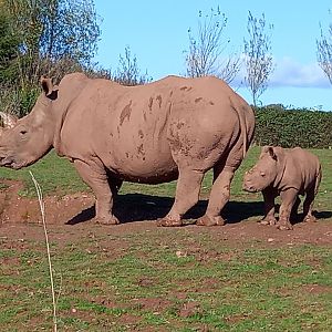 White Rhinoceros