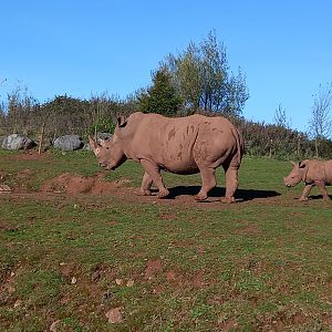White Rhinoceros