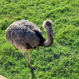 Greater Rhea
