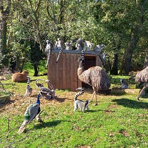 Ring-tailed Lemurs, Indian Peafowl, Capybaras and Emu