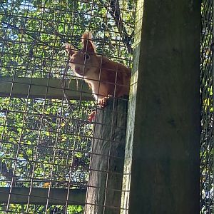 Red Squirrel