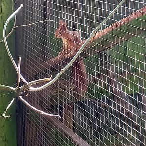Red Squirrel