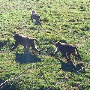 Hamadryas Baboons