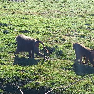 Hamadryas Baboons
