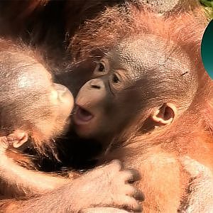 Orangutan Babies