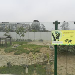 Spectacled bear exhibit - Parque Zoológico Huachipa