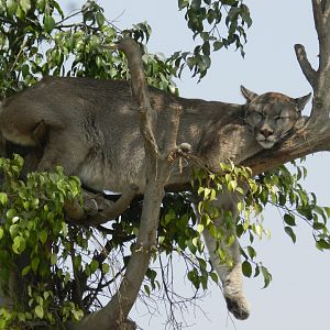 Puma - Parque Zoológico Huachipa