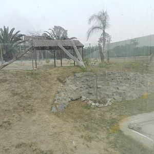 Puma exhibit II - Parque Zoológico Huachipa
