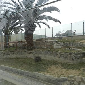 Puma exhibit III - Parque Zoológico Huachipa