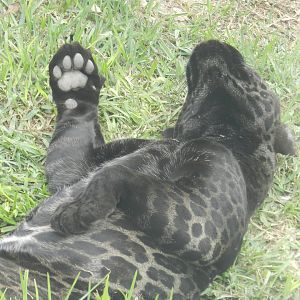 Jaguar - Parque Zoológico Huachipa