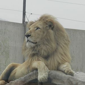 White lion - Parque Zoológico Huachipa