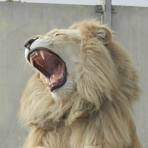 White lion - Parque Zoológico Huachipa