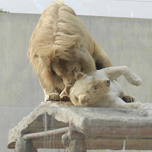 White lions - Parque Zoológico Huachipa