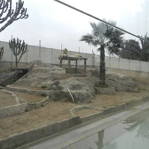 White lion exhibit - Parque Zoológico Huachipa