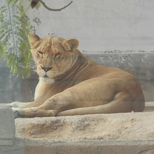 "Leonarda", the lioness - Parque Zoológico Huachipa