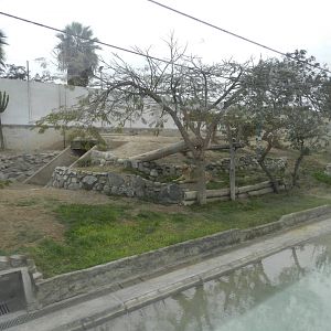 Lion exhibit - Parque Zoológico Huachipa